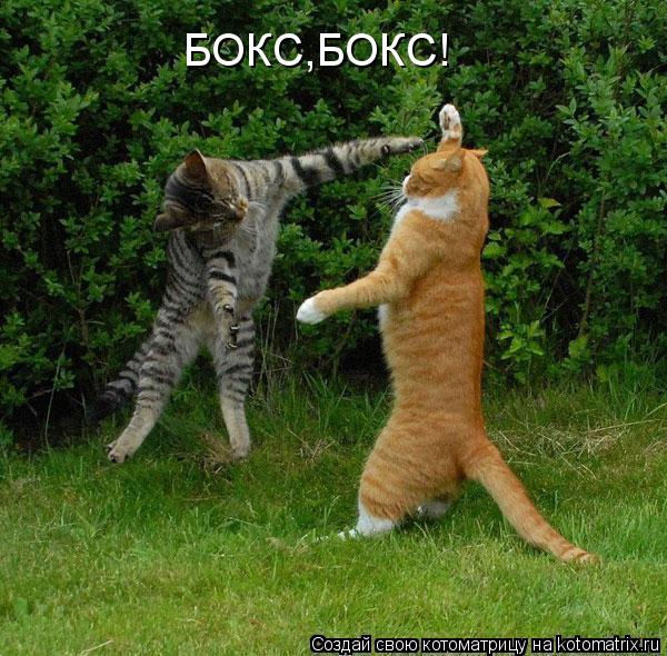БОКС,БОКС!... Котоматрица: БОКС,БОКС!