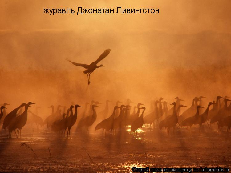 Котоматрица: журавль Джонатан Ливингстон