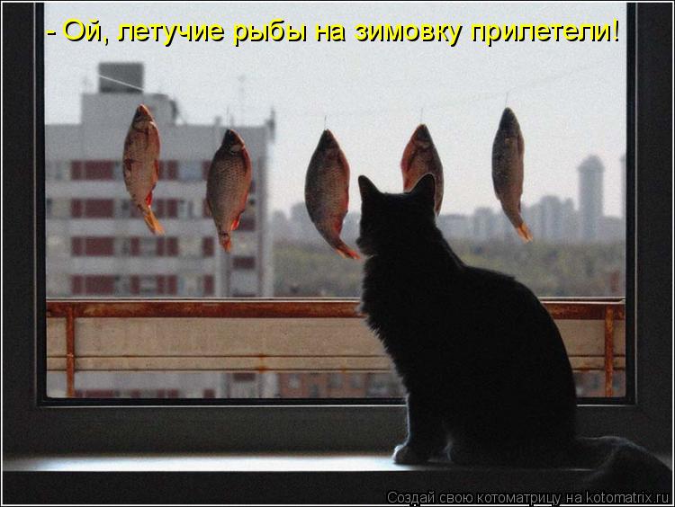 Котоматрица: - Ой, летучие рыбы на зимовку прилетели!