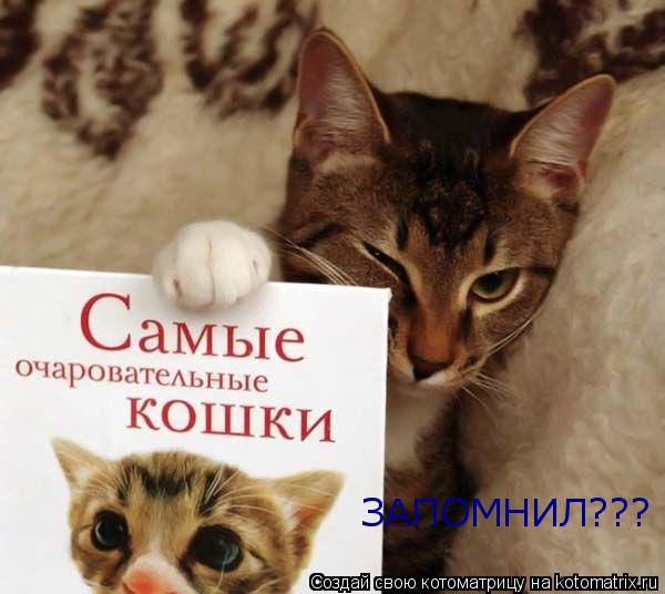 Котоматрица: ЗАПОМНИЛ???
