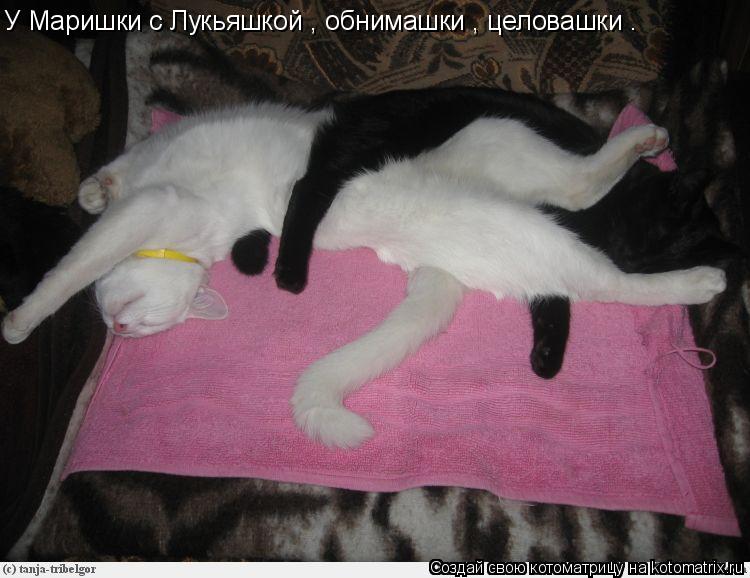У Маришки с Лукьяшкой , обнимашки , целовашки .... Котоматрица: У Маришки с Лукьяшкой , обнимашки , целовашки .