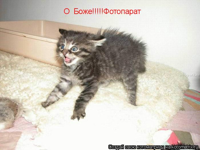 Котоматрица: О  Боже!!!!!Фотопарат