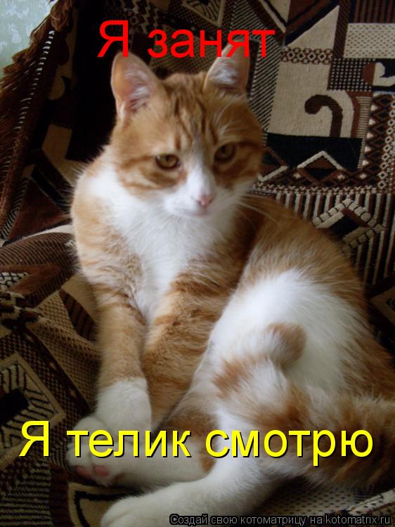 Котоматрица: Я занят Я телик смотрю
