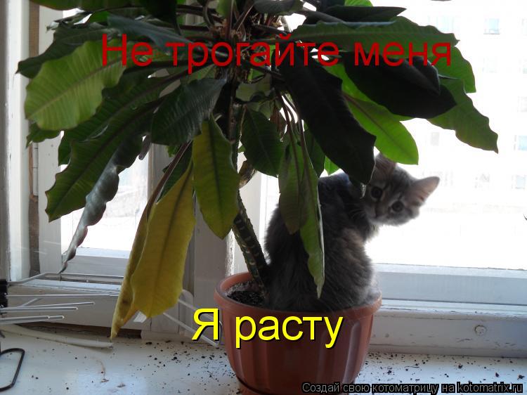 Котоматрица: Не трогайте меня Я расту