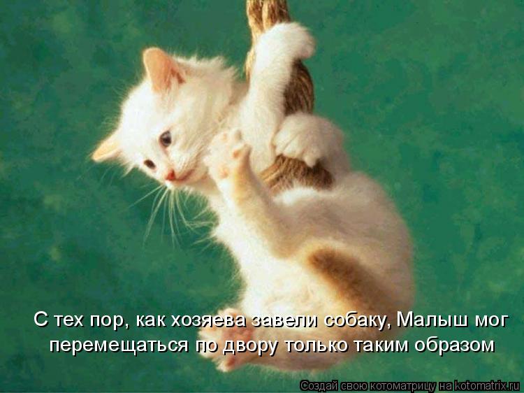 Котоматрица: С тех пор, как хозяева завели собаку, Малыш мог перемещаться по двору только таким образом