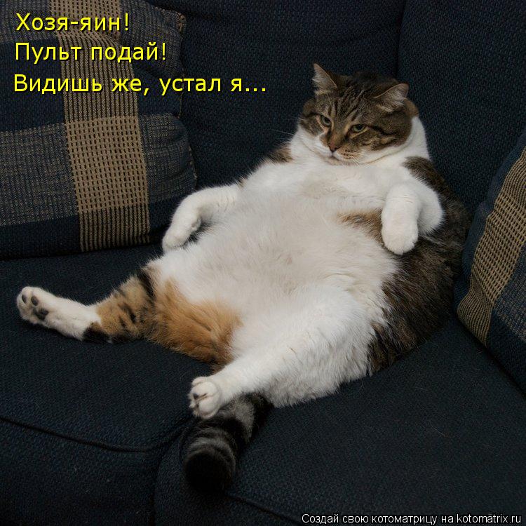 Котоматрица: Хозя-яин! Пульт подай! Видишь же, устал я...