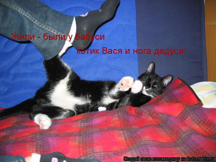 Котоматрица: Жили - были у бабуси котик Вася и нога дедуси!