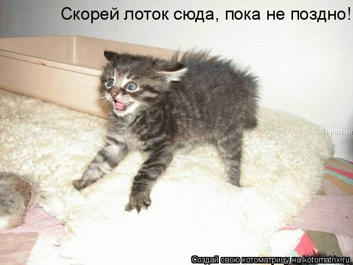 Котоматрица: Скорей лоток сюда, пока не поздно!