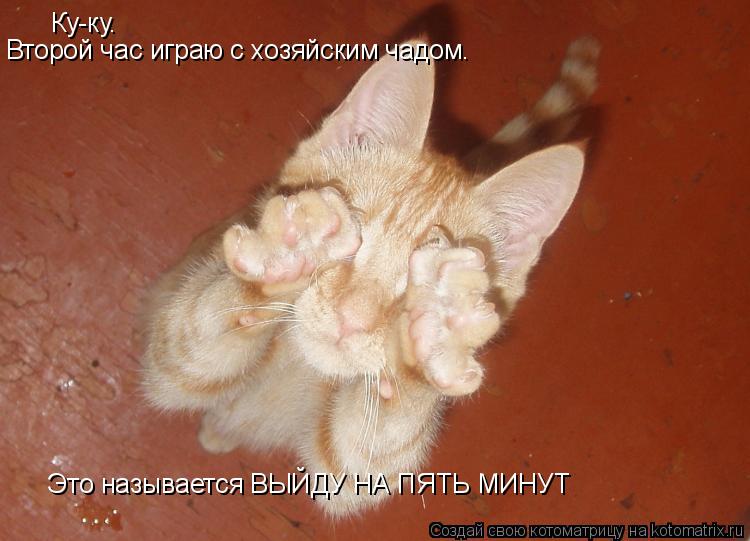 Котоматрица: Ку-ку. Второй час играю с хозяйским чадом. Это называется ВЫЙДУ НА ПЯТЬ МИНУТ