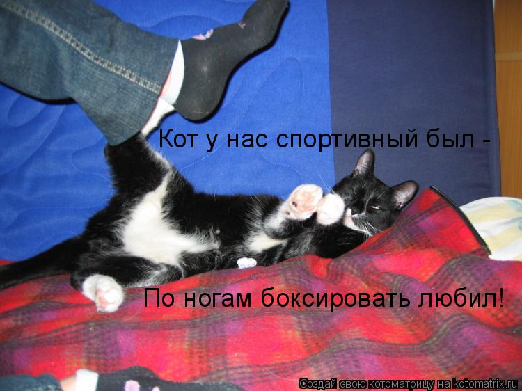 Кот у нас спортивный был - По ногам боксировать любил!... Котоматрица: Кот у нас спортивный был - По ногам боксировать любил!