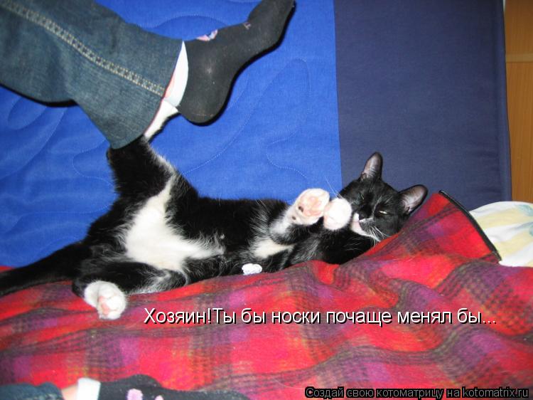 Хозяин!Ты бы носки почаще менял бы...... Котоматрица: Хозяин!Ты бы носки почаще менял бы...
