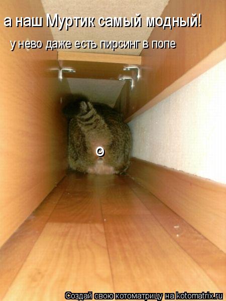 Котоматрица: о о о а наш Муртик самый модный! у нево даже есть пирсинг в попе