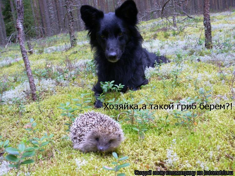 Котоматрица: Хозяйка,а такой гриб берем?!