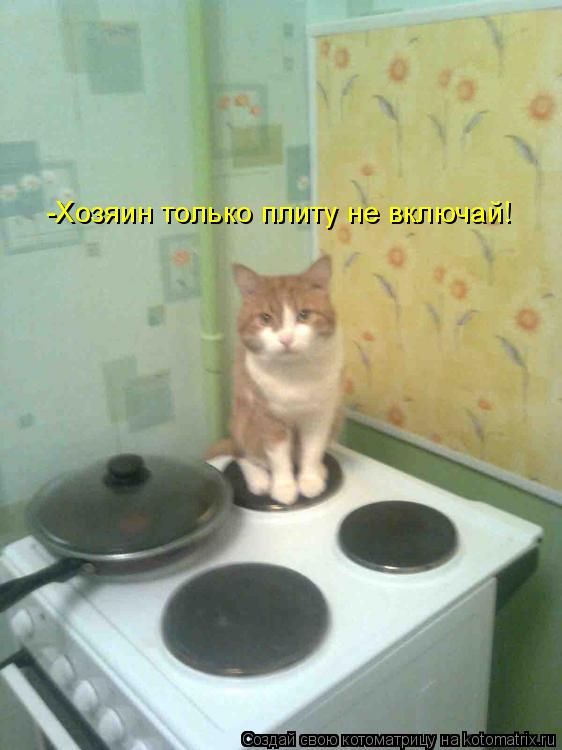 -Хозяин только плиту не включай!... Котоматрица: -Хозяин только плиту не включай!