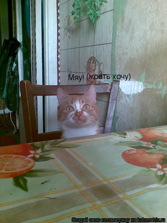 Котоматрица: Мяу! (жрать хочу)