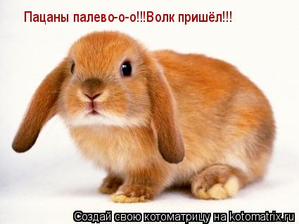 Пацаны палево-о-о!!!Волк пришёл!!!... Котоматрица: Пацаны палево-о-о!!!Волк пришёл!!!