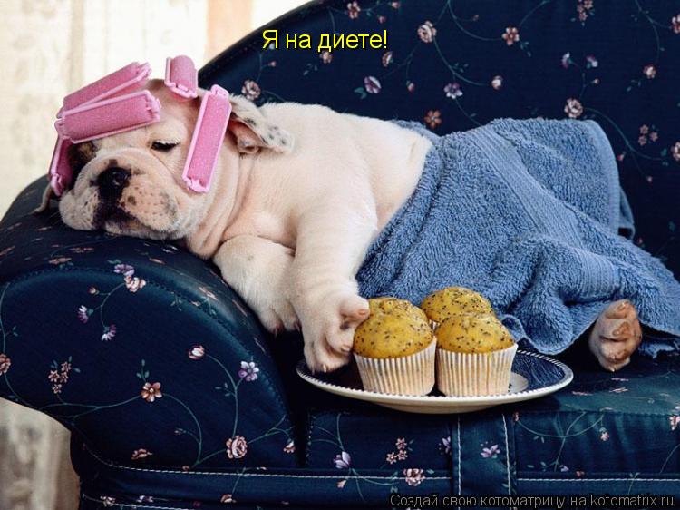 Котоматрица: Я на диете!