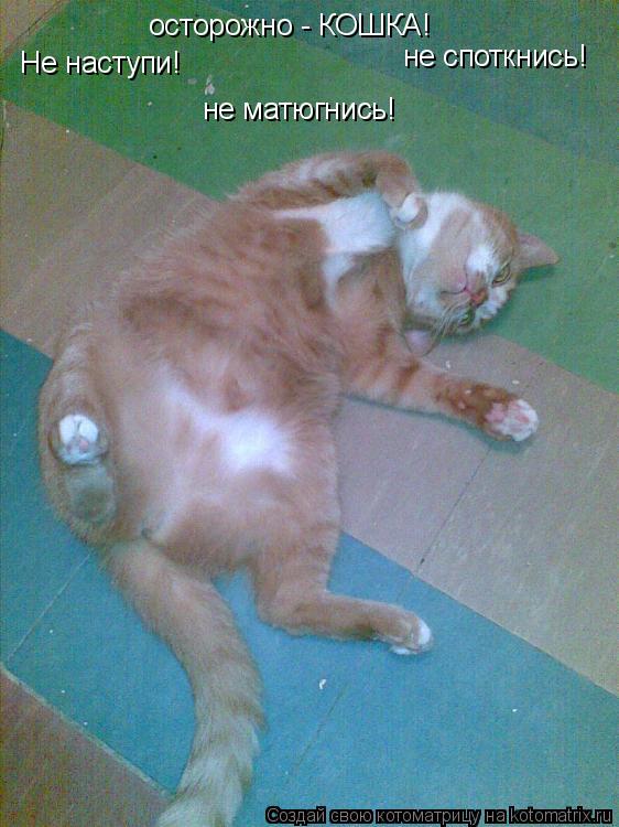 Котоматрица: осторожно - КОШКА! Не наступи! не споткнись! не матюгнись!