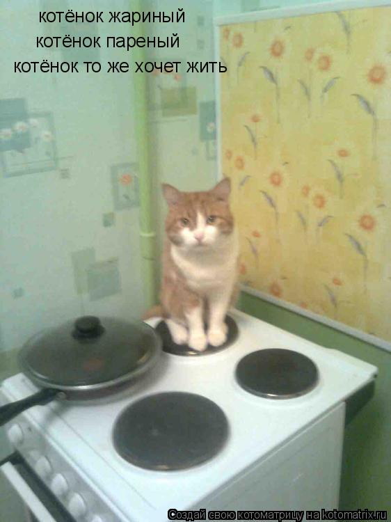 Котоматрица: котёнок жариный котёнок пареный котёнок то же хочет жить