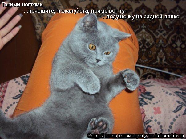Котоматрица: Такими ногтями ...почешите, пожалуйста, прямо вот тут ...подушечку на задней лапке