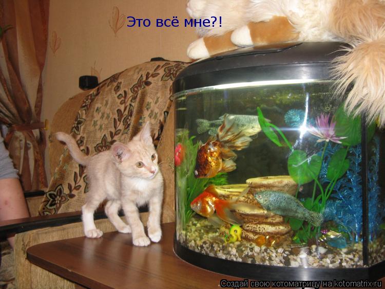 Котоматрица: Это всё мне?!