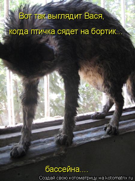 Котоматрица: Вот так выглядит Вася,  когда птичка сядет на бортик... бассейна....