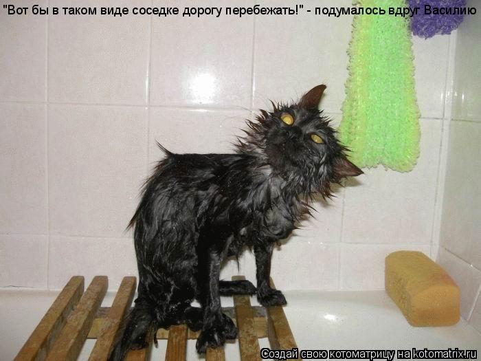 Котоматрица: "Вот бы в таком виде соседке дорогу перебежать!" - подумалось вдруг Василию