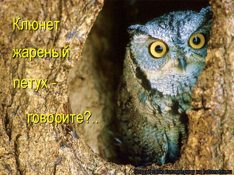 Котоматрица: Клюнет жареный  петух -  говорите?..