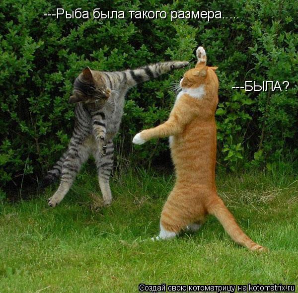 Котоматрица: ---Рыба была такого размера..... ---БЫЛА?