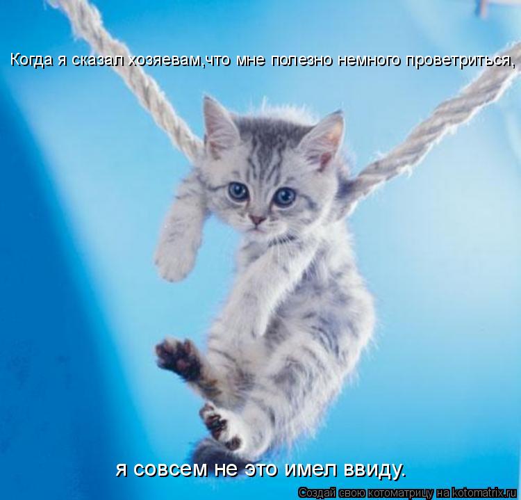 Котоматрица: Когда я сказал хозяевам,что мне полезно немного проветриться, я совсем не это имел ввиду.