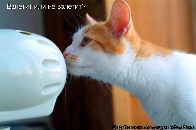 Котоматрица: Взлетит или не взлетит?