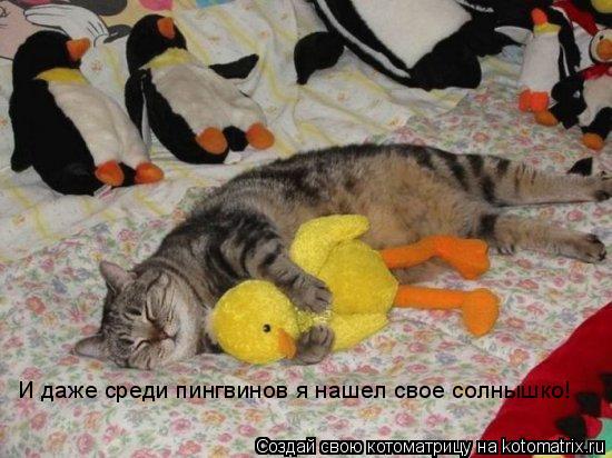 Котоматрица: И даже среди пингвинов я нашел свое солнышко!