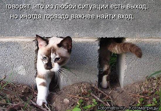 Котоматрица: говорят, что из любой ситуации есть выход. но иногда гораздо важнее найти вход.