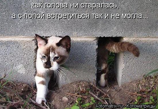 Котоматрица: как голова ни старалась, а с попой встретиться так и не могла...