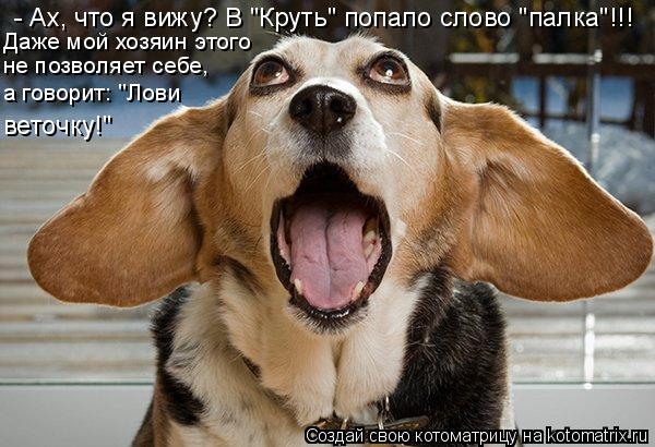 Котоматрица: - Ах, что я вижу? В "Круть" попало слово "палка"!!! Даже мой хозяин этого  веточку!" не позволяет себе,  а говорит: "Лови