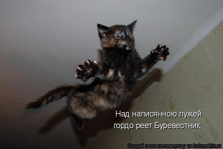 Котоматрица: Над написянною лужей гордо реет Буревестник