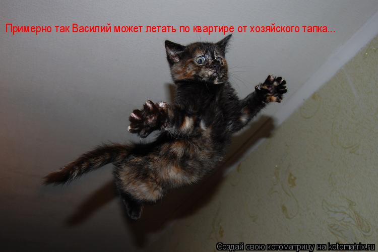 Котоматрица: Примерно так Василий может летать по квартире от хозяйского тапка...