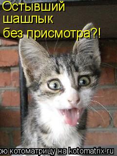 Котоматрица: Остывший шашлык без присмотра?!