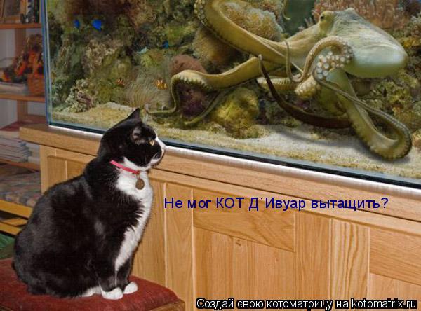 Котоматрица: Не мог КОТ Д`Ивуар вытащить?