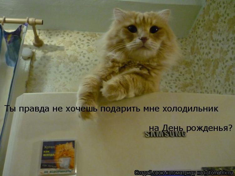 Котоматрица: Ты правда не хочешь подарить мне холодильник  на День рожденья?