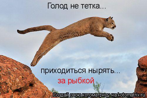 Котоматрица: Голод не тетка... приходиться нырять... за рыбкой