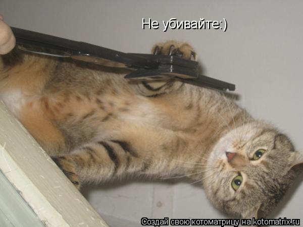 Котоматрица: Не убивайте:)