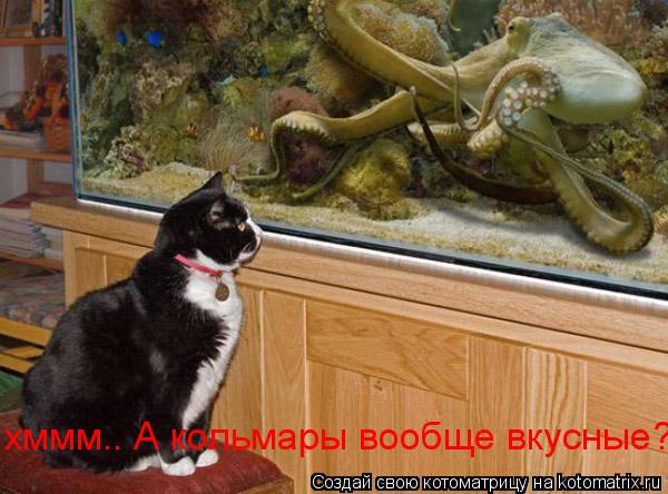 Котоматрица: хммм.. А кольмары вообще вкусные?