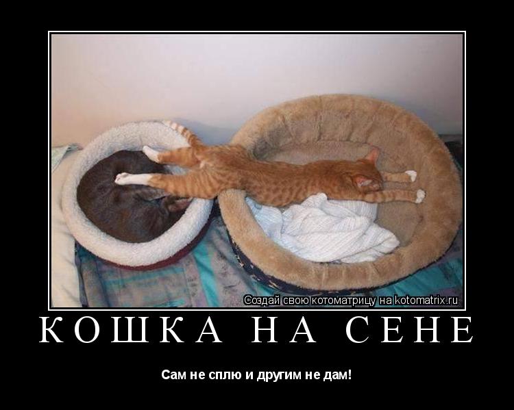 Кошка на сене Сам не сплю и другим не дам!... Котоматрица: Кошка на сене Сам не сплю и другим не дам!