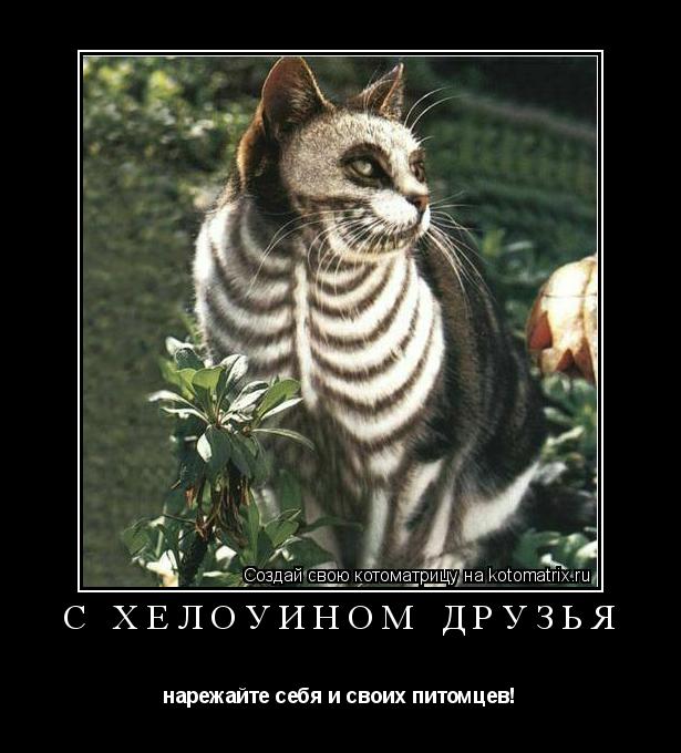 с хелоуином друзья нарежайте себя и своих питомцев!... Котоматрица: с хелоуином друзья нарежайте себя и своих питомцев!