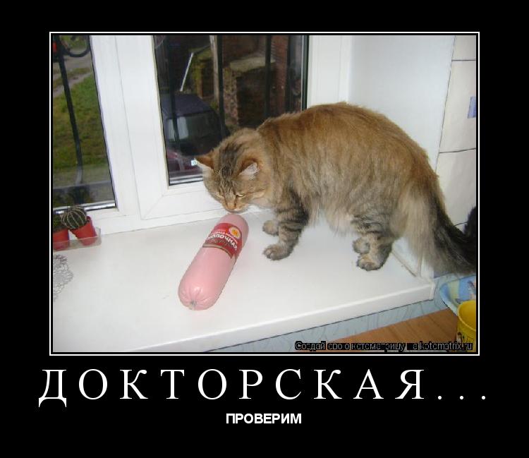 Котоматрица: докторская... ПРОВЕРИМ