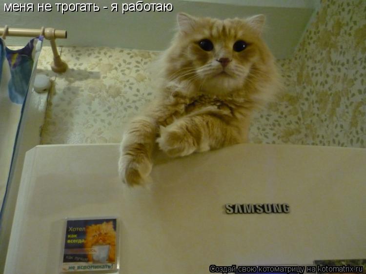 Котоматрица: меня не трогать- меня не трогать - я работаю