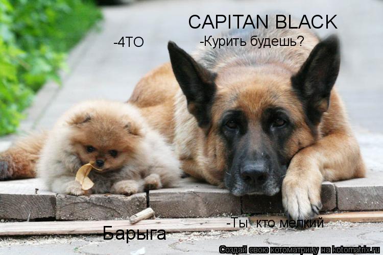 Котоматрица: -Ты  кто мелкий -Курить будешь? CAPITAN BLACK -Барыга -4ТО