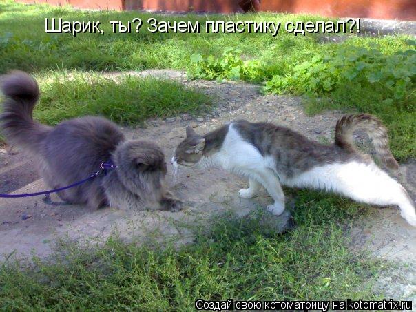 Котоматрица: Шарик, ты? Зачем пластику сделал?!