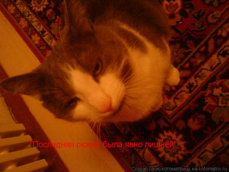 Котоматрица: "Последняя рюмка была явно лишней"